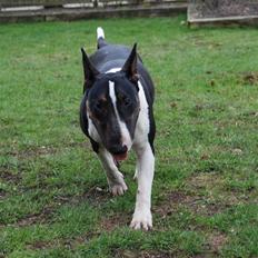 Bullterrier Kayley