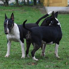 Bullterrier Kayley