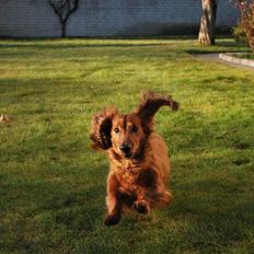 Gravhund Bastian / Basse