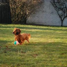 Gravhund Bastian / Basse