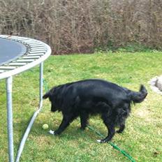 Blanding af racer Moly ( mor nr. 2´s)