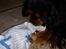 Cavalier king charles spaniel Johnny - Johnny åbner gave til sin fødselsdag d. 29 marts! 2011 ;D <3 
Foto: Mig :)