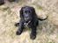 Cocker spaniel Louis