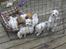 Coton de tulear hunde hvalpene  - lidt ude i på tarasen 