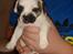 Blanding af racer Fiona ( Fransk Bulldog - Chihauhau) Bullhauhau.