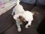Blanding af racer Fiona ( Fransk Bulldog - Chihauhau) Bullhauhau.