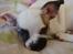 Blanding af racer Fiona ( Fransk Bulldog - Chihauhau) Bullhauhau.