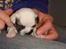 Blanding af racer Fiona ( Fransk Bulldog - Chihauhau) Bullhauhau.