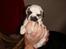 Blanding af racer Fiona ( Fransk Bulldog - Chihauhau) Bullhauhau.