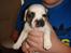 Blanding af racer Fiona ( Fransk Bulldog - Chihauhau) Bullhauhau.