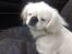 Pekingeser Scott - Første køretur med mor:-)