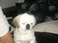 Pekingeser Scott