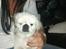 Pekingeser Scott