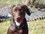 Labrador retriever KASJA * Solgt d.19 - 02 - 2012* - prinsessen :-)