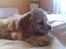 Amerikansk cocker spaniel Luna