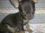 Chihuahua mini