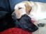 Labrador retriever Buddy
