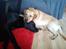 Labrador retriever Buddy