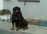 Rottweiler Ozzy *R.I.P* - Gårdens Bjørn....