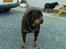 Rottweiler Ozzy *R.I.P* - sommer 2010