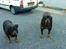 Rottweiler Ozzy *R.I.P* - sommer 2010