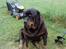 Rottweiler Ozzy *R.I.P* - mine øjne ser sådan ud, da jeg har fået dem opereret, så jeg kunne se ud