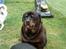 Rottweiler Ozzy *R.I.P* - Jeg har fået opereret øjne så jeg kan se ud