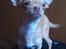 Chihuahua  ¨˜”°º•Snooki•º°”˜¨