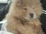 Chow chow basse - min dejlige løve