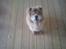 Chow chow basse - min dejlige løve