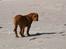Dogue de bordeaux Mini-me