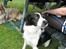 Border collie Cron-Heede Mari (Cody)