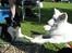 Border collie Cron-Heede Mari (Cody)