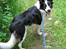 Border collie Cron-Heede Mari (Cody)