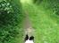 Border collie Cron-Heede Mari (Cody)
