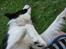 Border collie Cron-Heede Mari (Cody)