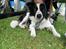 Border collie Cron-Heede Mari (Cody)