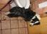 Border collie Cron-Heede Mari (Cody)