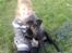 Blanding af racer Labrador/Samojede; Gia - Gia´s ene legekammerat