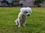 Bichon à poil frisé Nala