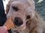 Amerikansk cocker spaniel Luna