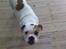 Engelsk bulldog Lillebror