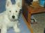 West highland white terrier Nikki †