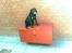 Labrador retriever Hølyst´s Amica R.I.P