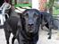 Labrador retriever Hølyst´s Amica R.I.P