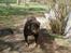 Rottweiler Ozzy *R.I.P* - 2011
