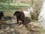 Rottweiler Ozzy *R.I.P* - 2011