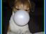 Jack russell terrier Amy - Klovn ??? Muzzi leger med en vaskebold.