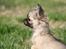 Chihuahua Bim Bim (Lulu (2010-2011)