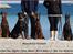 Dobermann Master Mia V Masterhof